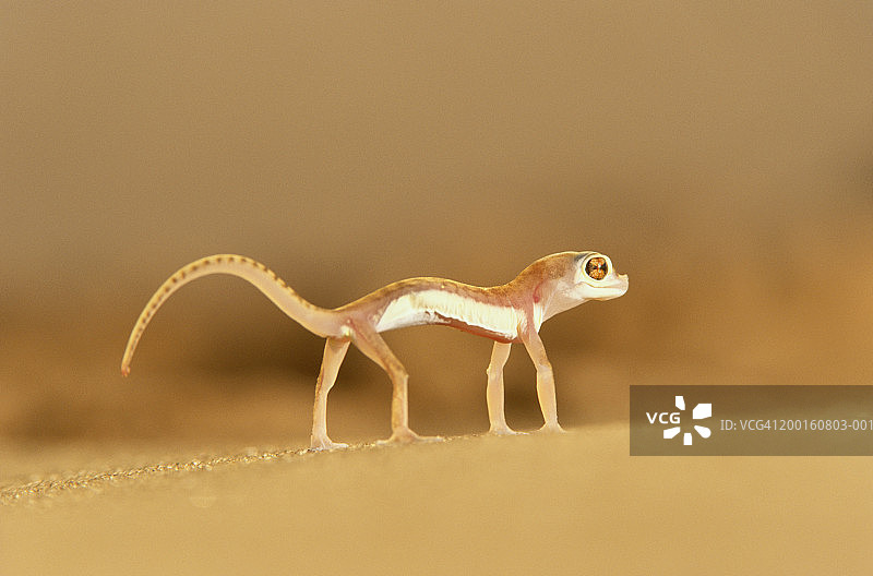 疣趾虎特写图片素材