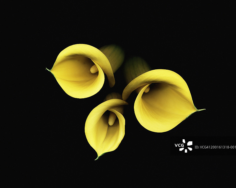 黑色背景下的马蹄莲特写图片素材