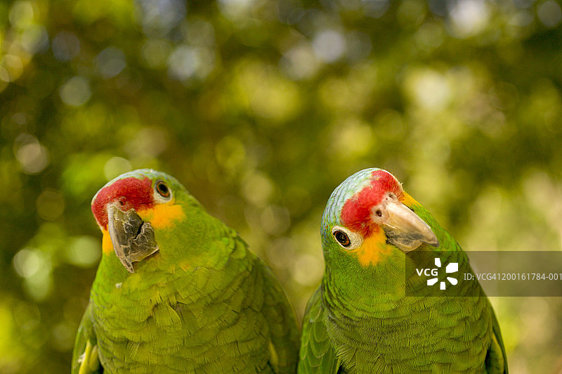红额亚马逊鹦鹉特写图片素材