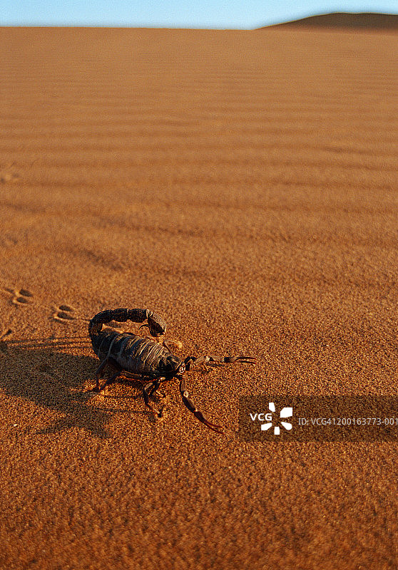 沙丘上的粗尾蝎图片素材