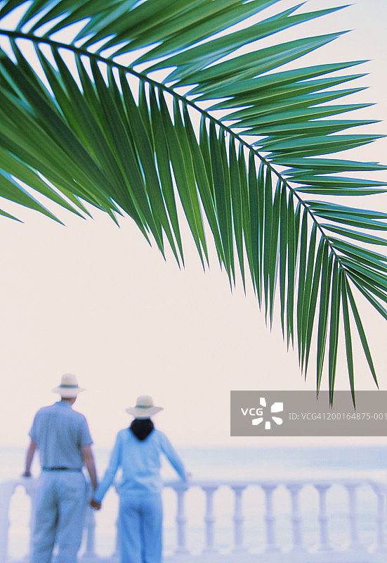 情侣在阳台上手牵手，后视图（焦点在前方的棕榈树上）图片素材