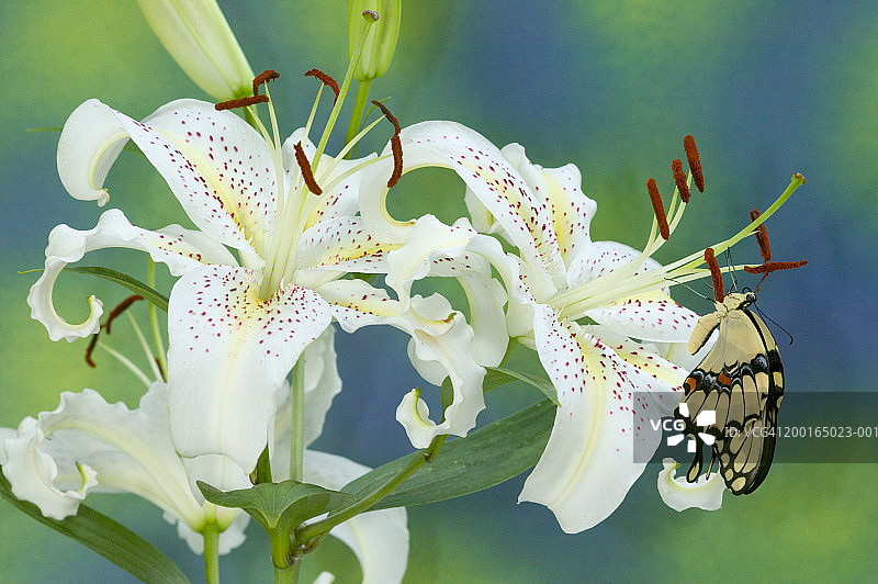 大燕尾蝶停留在白色香水百合上图片素材