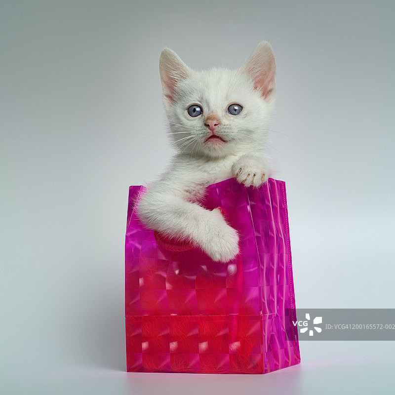 礼品袋里的幼猫图片素材