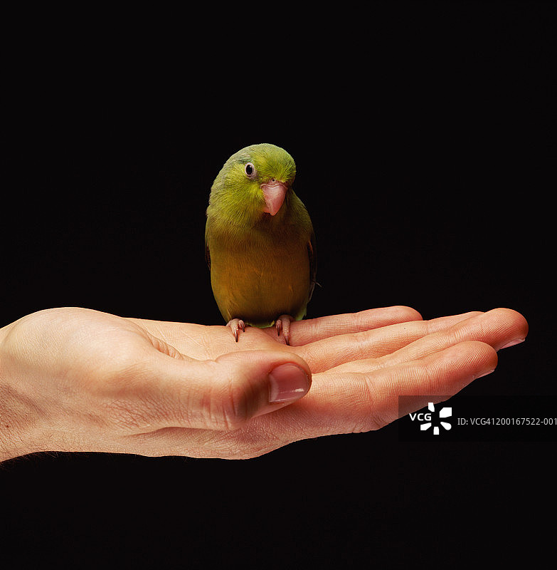 男人手持鹦鹉图片素材