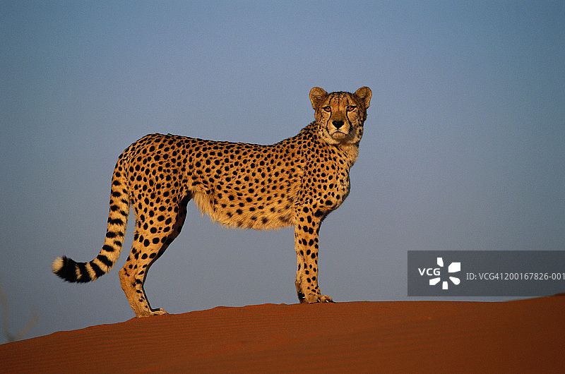 猎豹站在沙丘上，侧视图图片素材