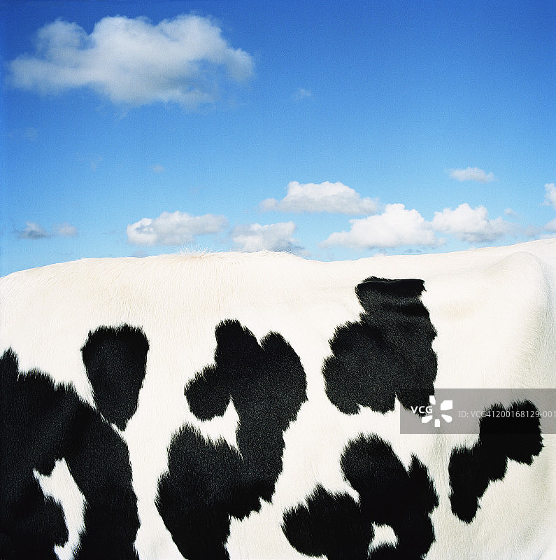 荷斯坦-弗里西亚奶牛侧视图，毛皮特写图片素材