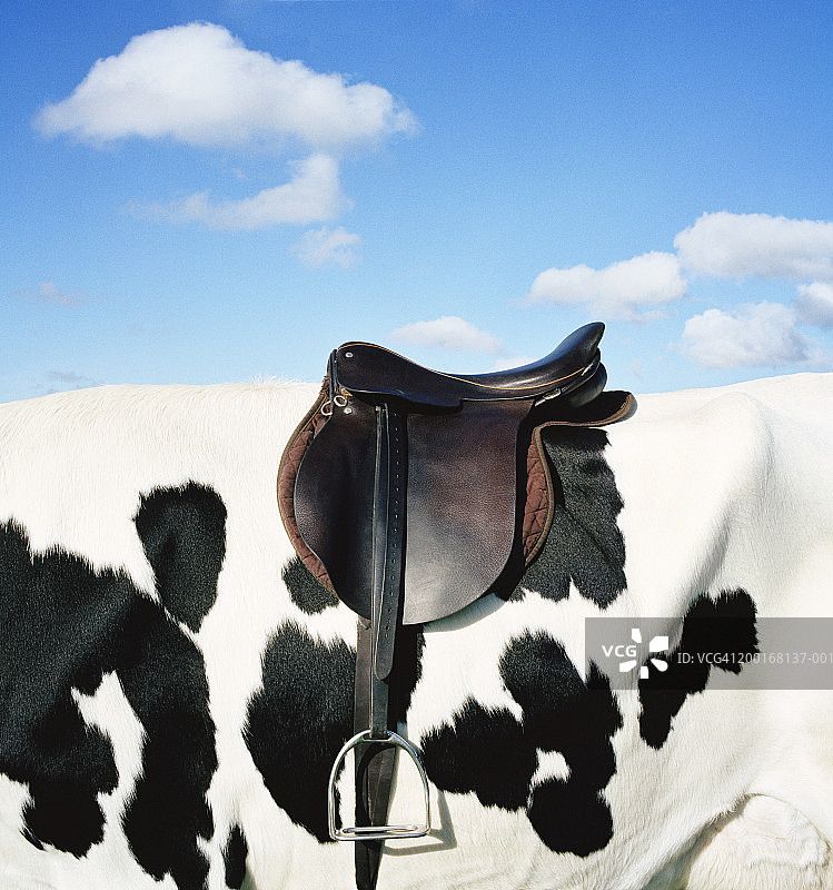 戴着马鞍的荷斯坦-弗里西亚奶牛特写图片素材