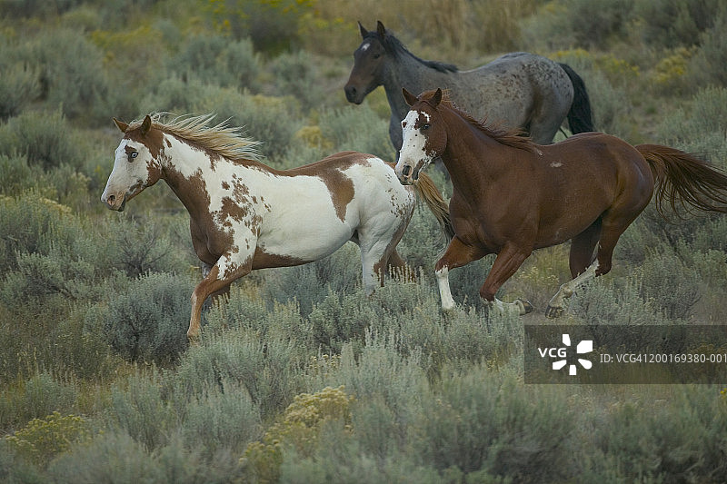 在田野上奔跑的油漆和美国花马（Equus caballus）图片素材