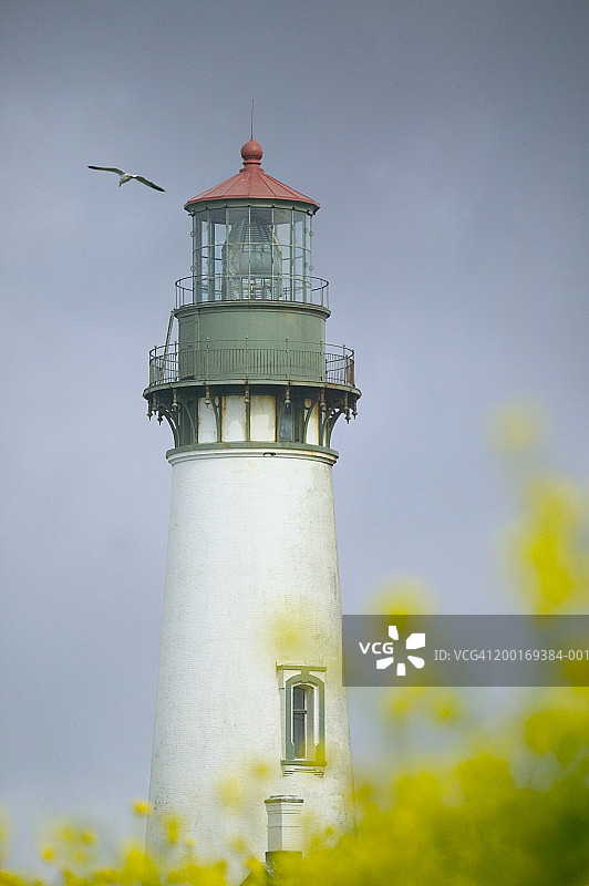 美国俄勒冈州亚基纳角灯塔，前景是野生芥菜图片素材