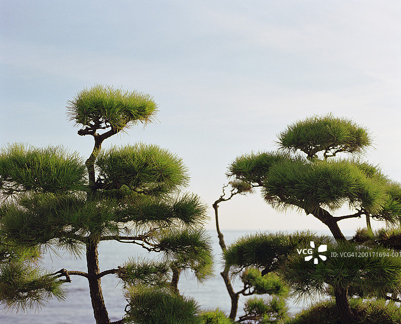 日本五针松树冠，背景是海图片素材