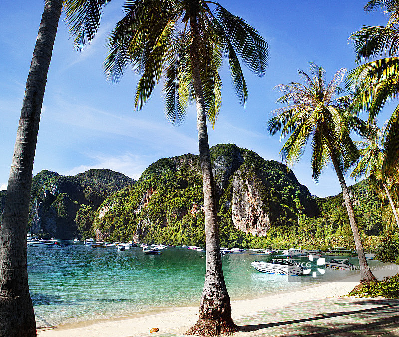 停泊在海湾的快艇，前景是棕榈树图片素材