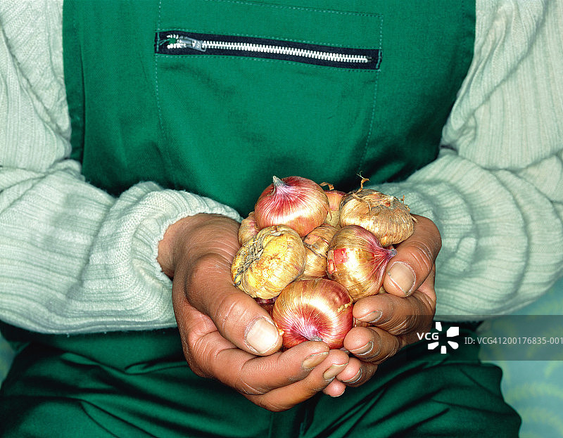园丁双手捧着球茎图片素材