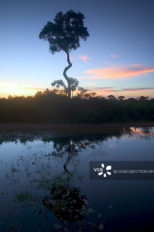 巴西潘塔纳尔：水中倒影的树木，日落图片素材