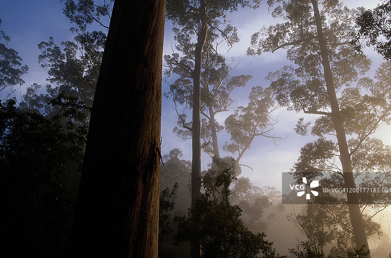 澳大利亚卡里树森林晨雾图片素材