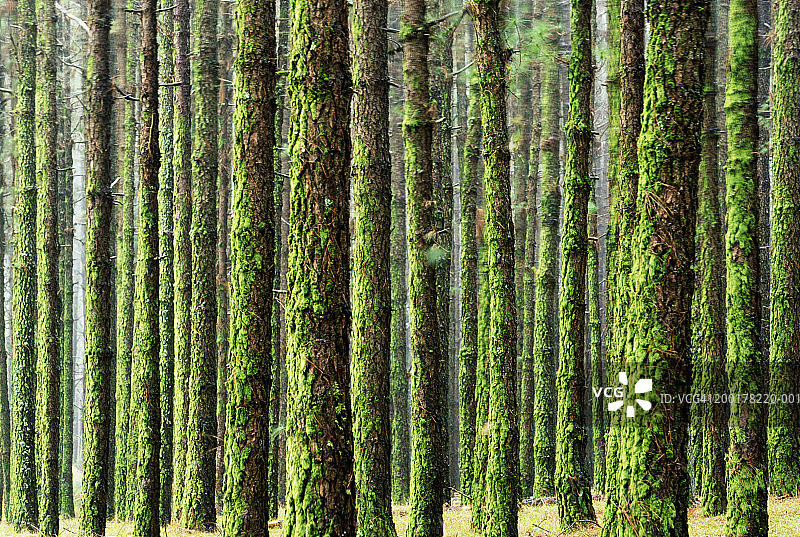 覆盖着苔藓的松树（松属）图片素材