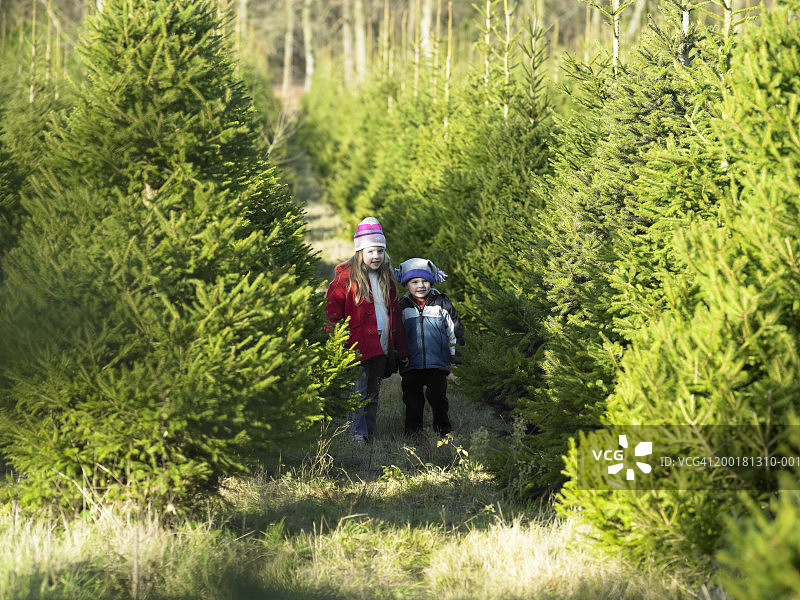 兄妹（2-6岁）在圣诞树农场，女孩肖像图片素材