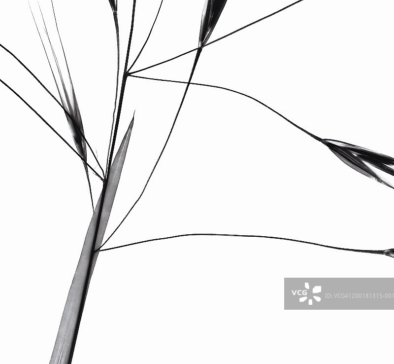 草地特写（黑白，摄影图）图片素材