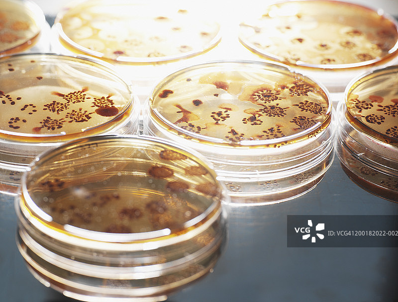 培养皿中琼脂培养的微需氧生物特写图片素材