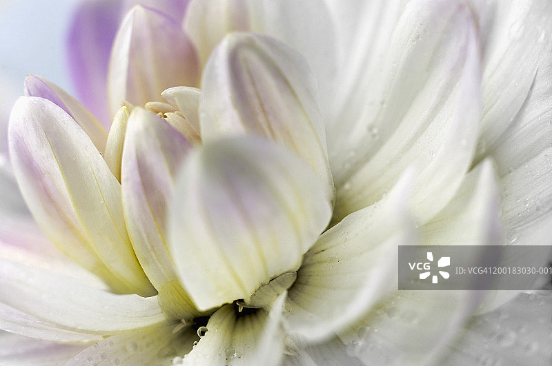 多年生大丽花“阿布里奇·娜塔莉”的白色花瓣图片素材