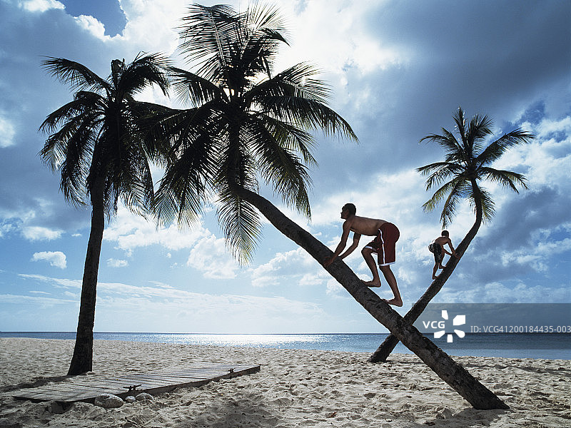 两名男子攀爬倾斜在海滩上的棕榈树图片素材