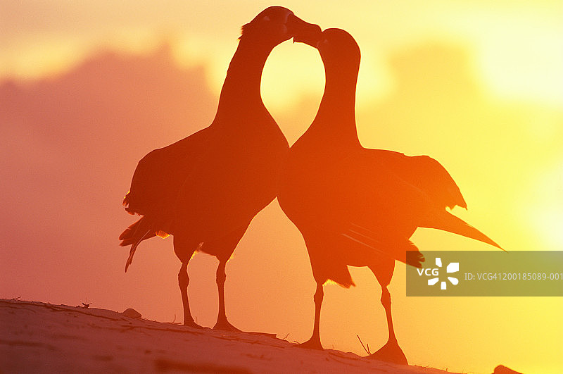 黄昏时分正在求偶的黑足信天翁图片素材