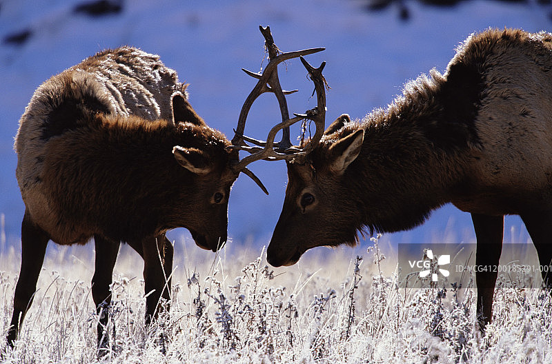 幼年落基山麋鹿（Cervus elaphus nelsoni）的搏斗图片素材