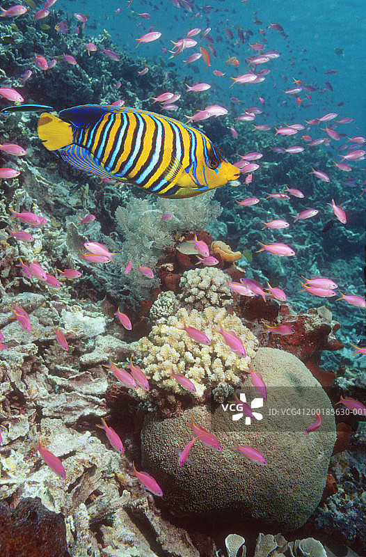 皇帝神仙鱼和黄色条纹的鮨鱼（数码合成图）图片素材