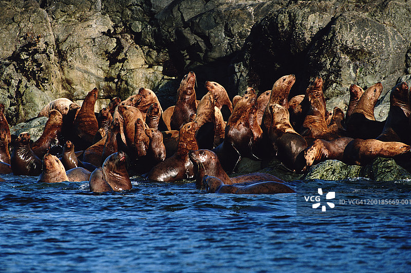 栖息地的斯特勒海狮（Eumetopias jubatus）图片素材
