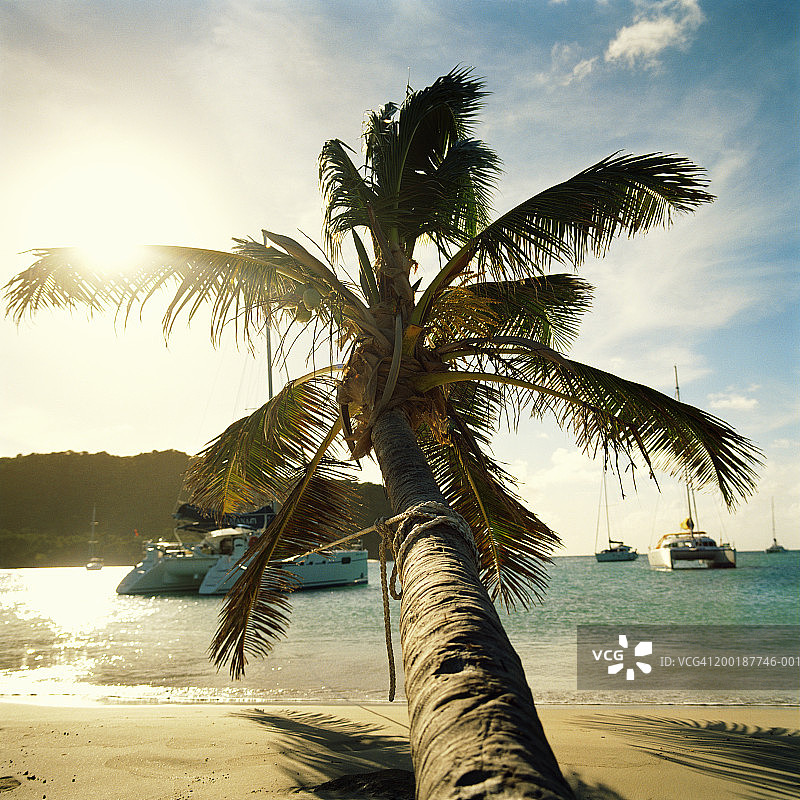 海滩上的棕榈树和停泊在海湾的帆船图片素材