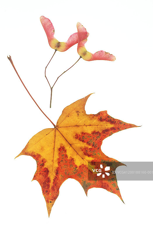 挪威枫（欧洲槭）树叶和翅果图片素材