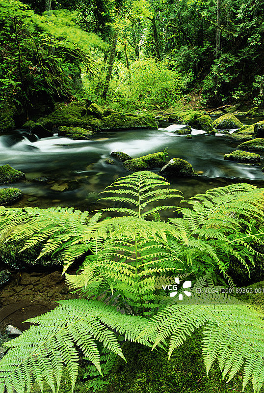 小溪旁的阔叶荚果蕨图片素材