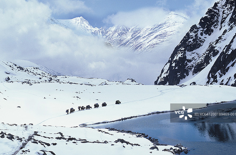 湖边牦牛列车（数字合成图）图片素材