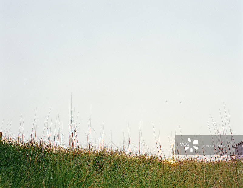 高草丛后的日落图片素材