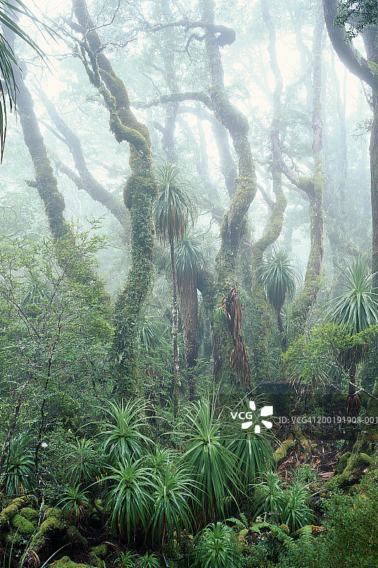 香桃木山毛榉和冷温带雨林中的露兜树图片素材