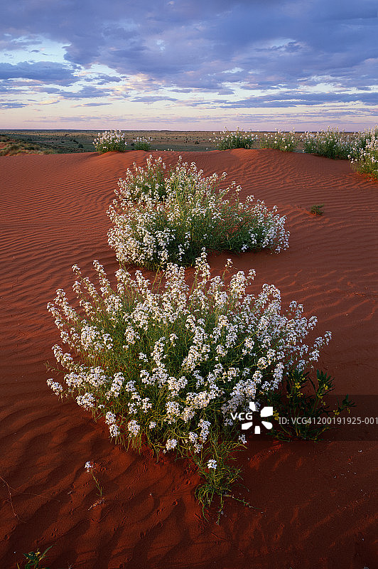 澳大利亚北领地辛普森沙漠沙丘上的野花图片素材