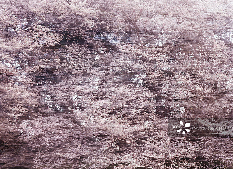 樱花树盛开（全画幅，模糊效果）图片素材