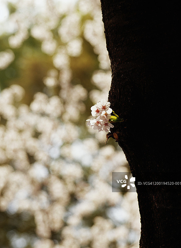 树上的少量樱花图片素材