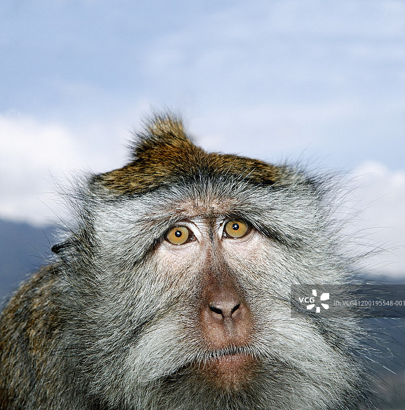 长尾猕猴（Mascaca fascicularis）特写图片素材