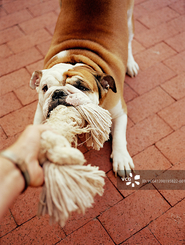 与英国斗牛犬拔河图片素材
