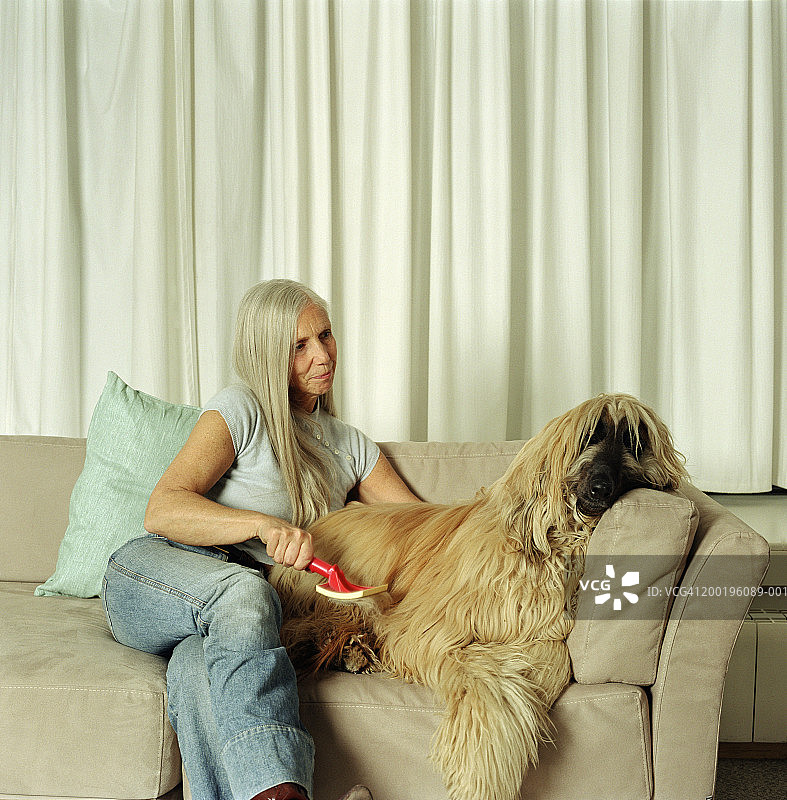在沙发上梳理阿富汗猎犬的 中年妇女图片素材