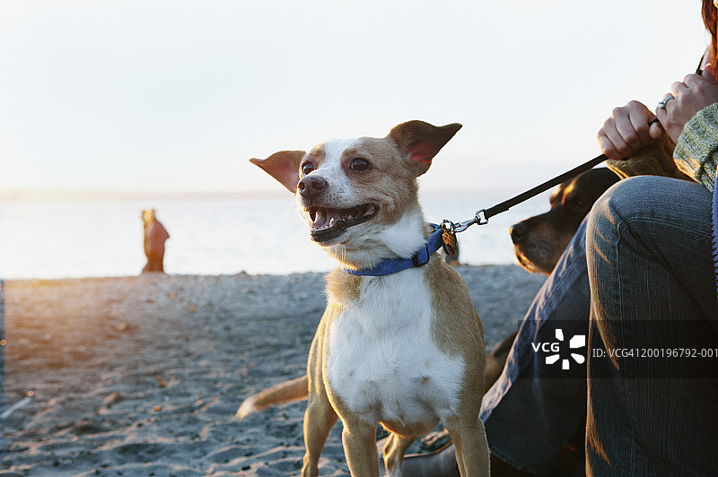 年轻女人牵着狗绳（焦点在狗身上）图片素材