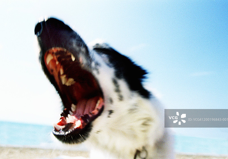 张开嘴的狗（特写，散焦）图片素材