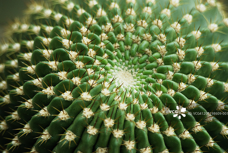 仙人掌植物的带刺表面（仙人掌科）图片素材