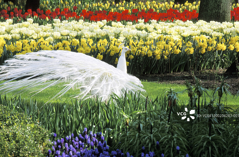 郁金香花丛中的白色孔雀图片素材