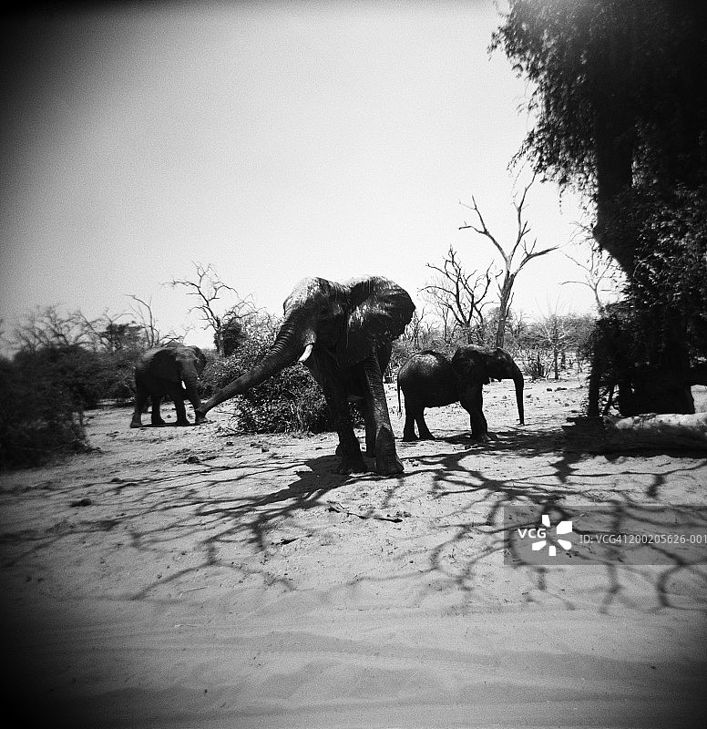 博茨瓦纳乔贝国家公园：象群穿行于莫帕尼树林（黑白照片）图片素材
