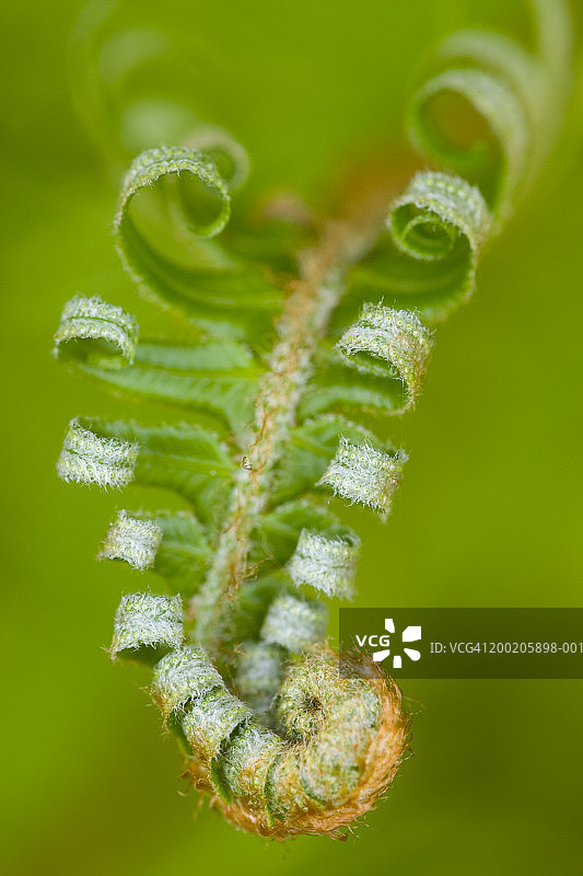 西部剑蕨展开的叶子细节图片素材