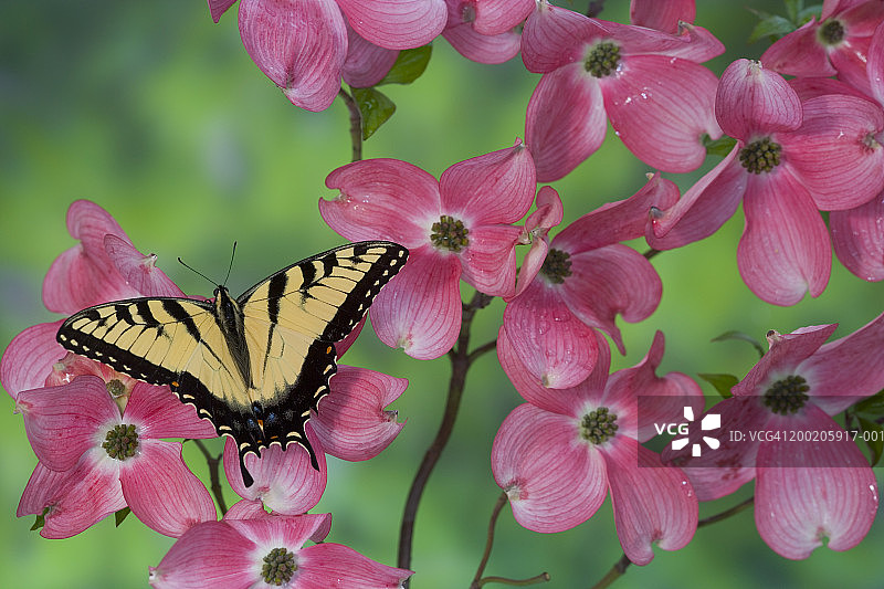 粉色山茱萸花上的东方虎凤蝶特写图片素材