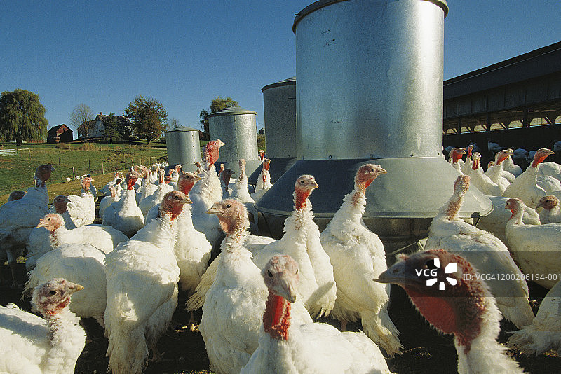农场户外饲养圈里的成年火鸡图片素材