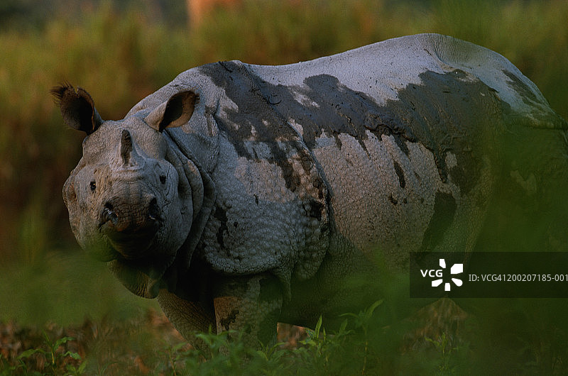 印度犀牛特写，站立，卡齐兰加，印度图片素材