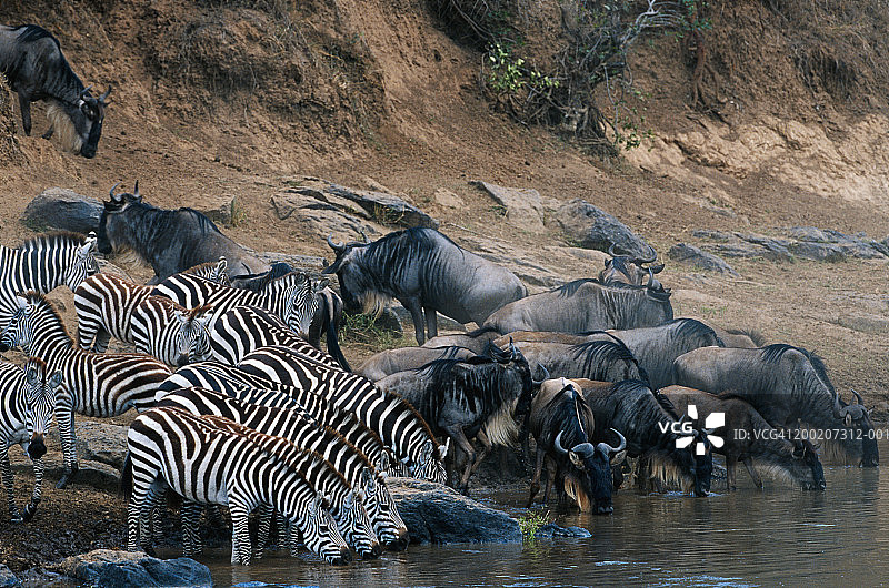 细纹斑马和角马饮水特写，肯尼亚马赛马拉国家保护区图片素材